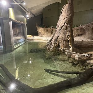 Nov. 2025 - Florida Wetlands - “White Alligator” Enclosure