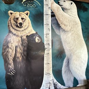 Nov. 2025 - Florida Wetlands - Bear Height Comparison