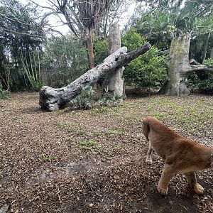Nov. 2025 - Florida Wetlands - Cougar Enclosure