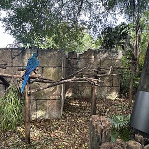 Nov. 2025 - Tropics of the Americas - “Macaws on Sticks”