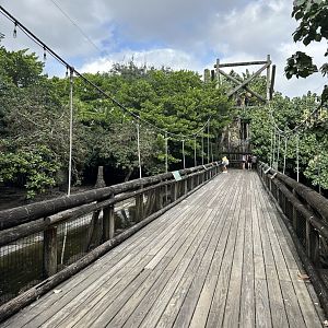 Nov. 2025 - Tropics of the Americas - Bridge