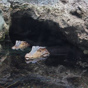Dwarf Caiman