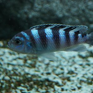 Kenyi Cichlid