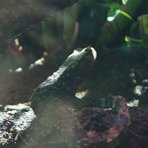 Chinese Crocodile Lizard