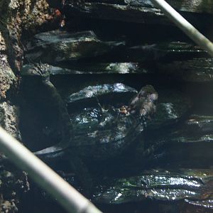 Spiny-Headed Tree Lizard