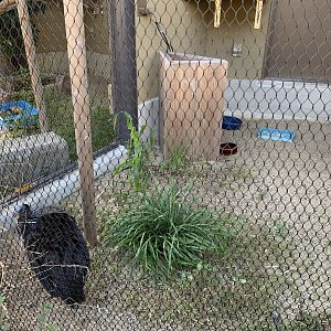 Vulturine Guineafowl