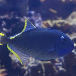 Bluethroated Triggerfish