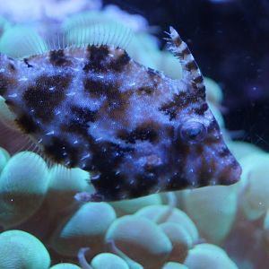 Matted Filefish
