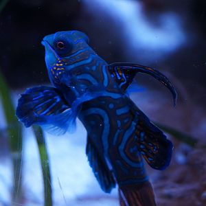 Mandarinfish