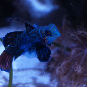 Mandarinfish