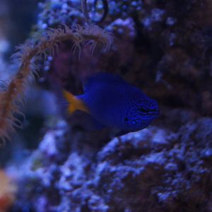 Yellowtail Damselfish