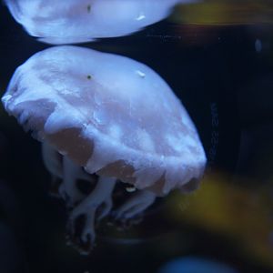 Right Side Up Jellyfish