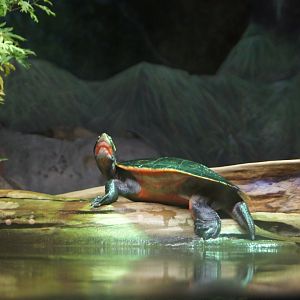 Pink-Bellied Sideneck