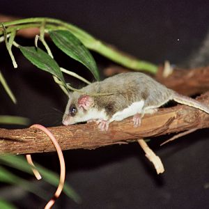 feathertail glider (Acrobates pygmaeus)