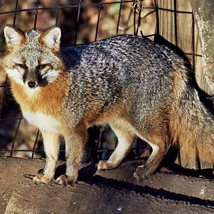 gray fox (Urocyon cinereoargenteus)