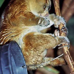 West African potto (Perodicticus potto)