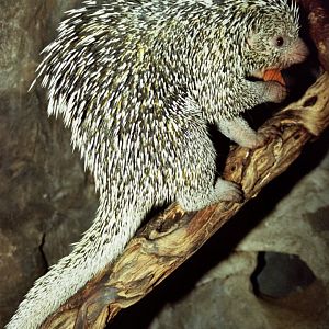 Brazilian porcupine (Coendou prehensilis)