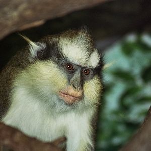 Gray's crowned guenon (Cercopithecus pagonias grayi)
