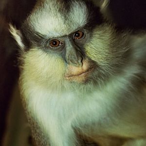Gray's crowned guenon (Cercopithecus pagonias grayi)