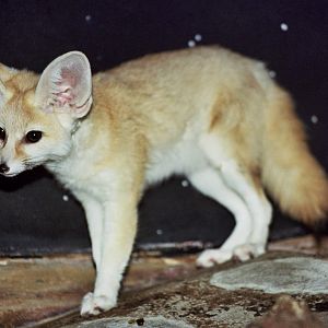 fennec fox (Vulpes zerda)