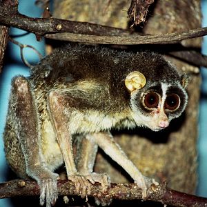 Red Slender loris (Loris tardigradus)