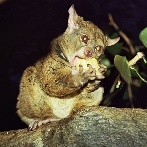 Garnett's greater galago (Otolemur garnettii)