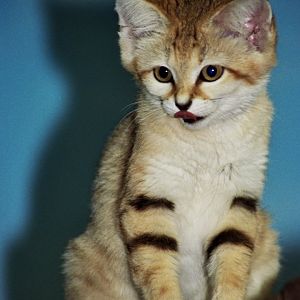 sand cat (Felis margarita)