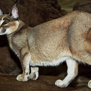 caracal (Caracal caracal)