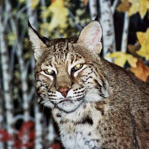 Eurasian lynx (Lynx lynx)