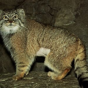 Pallas's cat (Otocolobus manul)
