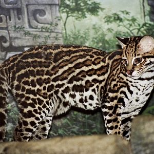 ocelot (Leopardus pardalis)