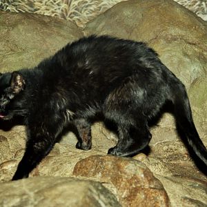 Pantanal Cat (Leopardus braccatus) - melanistic
