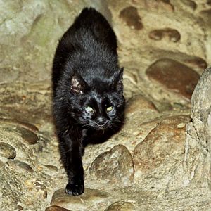 Pantanal Cat (Leopardus braccatus) - melanistic