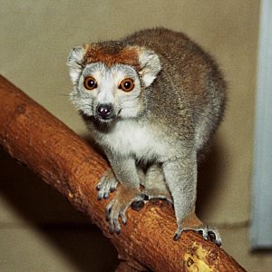 crowned lemur (Eulemur coronatus)