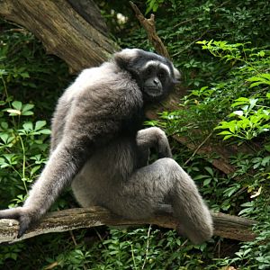 Müller's gibbon (Hylobates muelleri)
