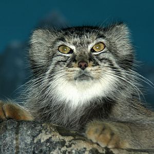 Pallas's cat (Otocolobus manul)
