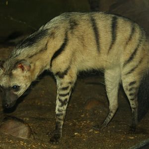 Eastern Aardwolf (Proteles septentrionalis)