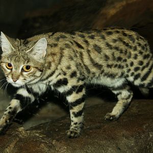 black-footed cat (Felis nigripes)