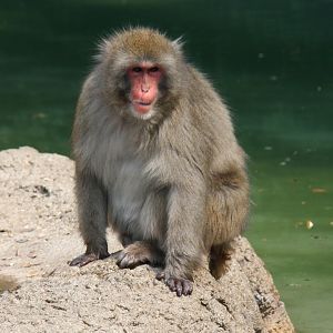 Japanese macaque (Macaca fuscata)