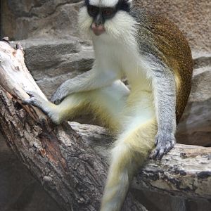 Gray's crowned guenon (Cercopithecus pagonias grayi)