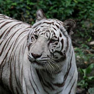 tiger (Panthera tigris)