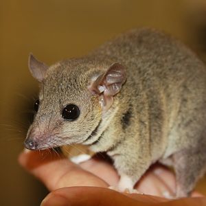 Gray short-tailed opossum (Monodelphis domestica)