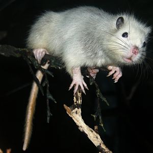 northern Luzon giant cloud rat (Phloeomys pallidus)