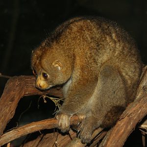 West African potto (Perodicticus potto)