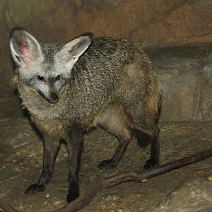 bat-eared fox (Otocyon megalotis)