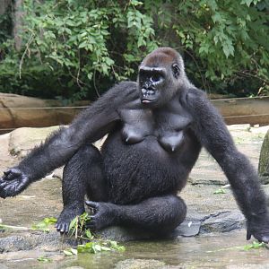 western lowland gorilla (Gorilla gorilla gorilla)