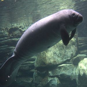 Florida manatee (Trichechus manatus latirostris)