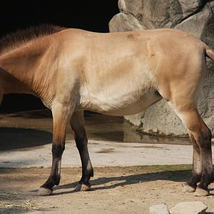 Przewalski's horse (Equus ferus przewalskii)