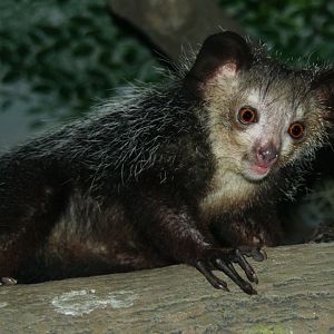 aye-aye (Daubentonia madagascariensis)