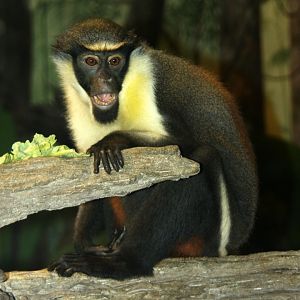 Diana monkey (Cercopithecus diana)